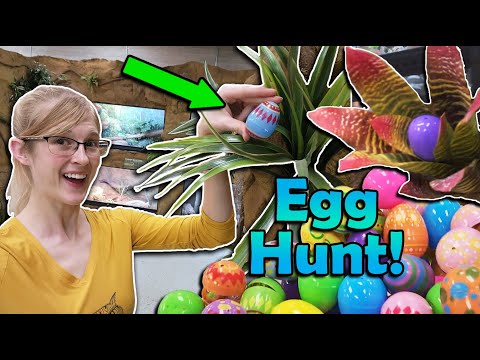 Having an Easter Egg Hunt in the Zoo!
