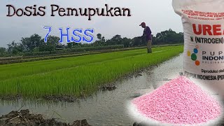 Download lagu pemupukan padi umur 7 hari setelah semai yang benar mp3