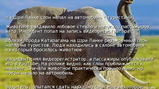 На Шри-Ланке слон напал на автомобиль с туристами