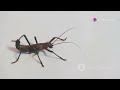 How About Something Like Encountering Giant Weta Nature S Fascinating Giants