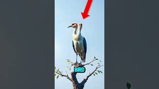 Download lagu 5 Most SCARIEST Birds Sounds Ever ⛔😰 mp3