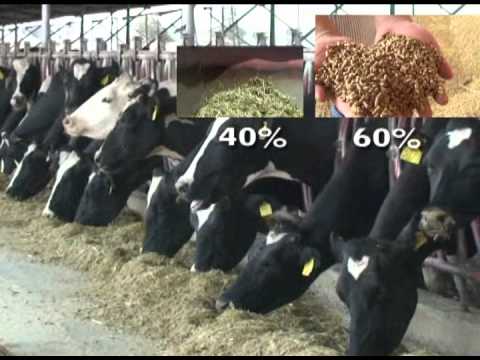 , title : 'Alimentación de vacas en lactación de alto rendimiento'