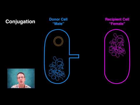Generating Bacterial Genetic Variation