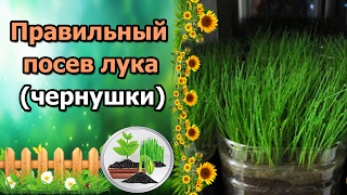Лук эксибишен из семян за один сезон подкормка ютюб