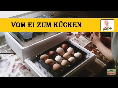 vom Ei zum Küken