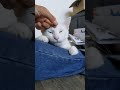 White Van Kedisi Couldn T Resist Hooman Scratch Cat Cats Catsofinstagram