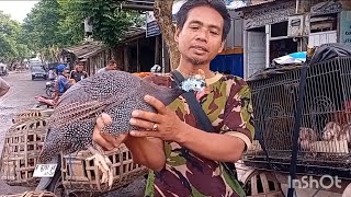 Download lagu HARGA TERBARU‼️AYAM SERAMA,MUTIARA,KALKUN,PELUNG,ANGSA DLL DI PASAR SUMPIUH mp3