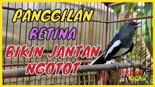 Download lagu ⭕ Suara Kacer Betina Memanggil Kacer Jantan || Bagus Buat Memancing Naik Emosi Jantan Agar Ngotot mp3