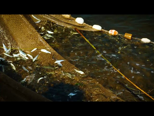 В реку Белая выпустили 10 тысяч мальков пеляди