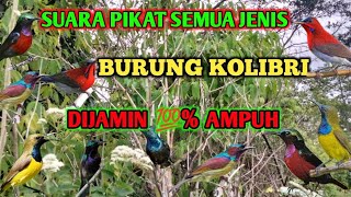 Download lagu SUARA PIKAT SEMUA JENIS BURUNG KOLIBRI DI JAMIN 💯% AMPUH MEMIKAT KOLIBRI LIAR UNTUK MENDEKAT mp3