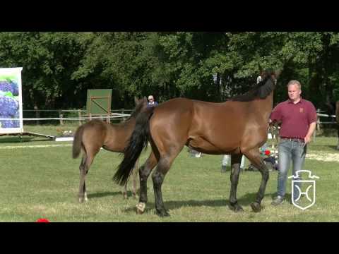 Holsteiner Fohlenchampionat 2017 - Segeberg - erster Stutenring