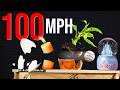 Guess What 100 MPH Destroys Get It Wrong Eat Bugs