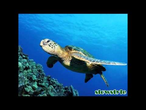 happy birthday-flipsyde ft.tatu-(djtango lento violento)