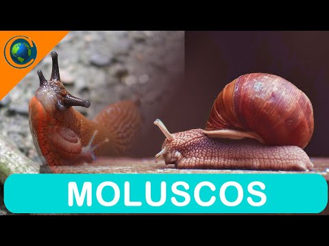 ZOOLOGIA - MOLUSCOS