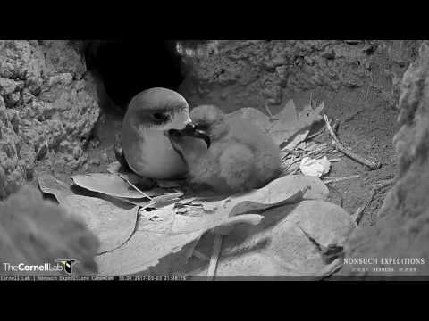 Male Adult Petrel Feeding Bermuda Petrel Nestling, 3 March 2017