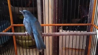 Download lagu Suara Tledekan Bakau Nyuling GACOR , Pancingan Ampuh Sikatan / Sulingan BAKAU Bahan Agar Cepat Bunyi mp3