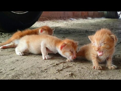 Trying to Save Newborn Kittens, Gently Adopted and Nursed by Their Loving Mama Luna 🐱💖🐾