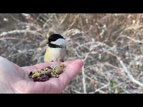 Hand-feeding Birds in Slow Mo - Black-capped Chickadees, Tufted Titmice