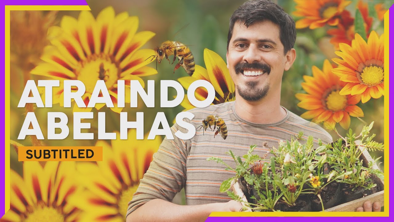 CRIE UM JARDIM PARA ATRAIR ABELHAS NATIVAS