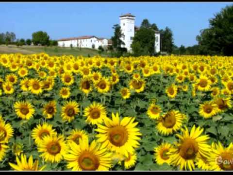 Johann Strauss : Sonnenblume (Sunflowers), polka-mazurka for orchestra, Op. 459