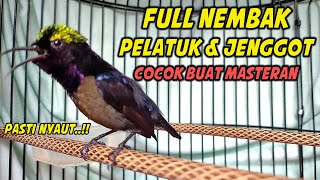 Download lagu FULL NGOTOT..!! KOLIBRI NINJA GACOR FULL NEMBAK ISIAN PELATUK, 100% COCOK UNTUK MASTERAN KONIN BAHAN mp3
