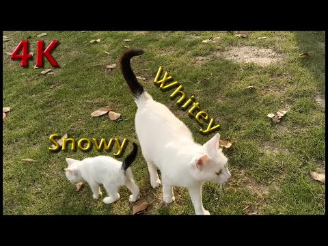 4K Video - Cute, Funny and Wild Cats Meal Video 05 Jun 2021 - Street Cats