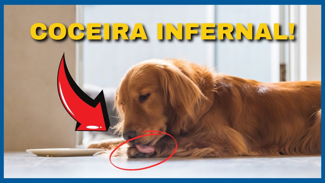 LAMBE PATA TODA HORA! O que Pode ser o Cachorro Lambendo a Pata ou o Gato Lambendo a Pata?