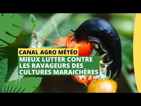 , title : 'Canal Agro Météo : Mieux lutter contre les ravageurs des cultures maraichères'