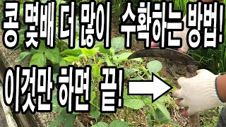 콩 몇배 더 많이 수확하는 방법! 콩은 이것만 해주시면 이번 콩 농사 끝!