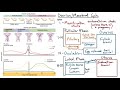 Ovarian And Menstrual Cycle Hormone Regulation Flowchart