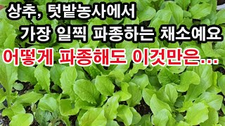 상추 씨앗 뿌리기, 텃밭농사에서 가장 일찍 파종하는 채소예요. 어떻게 파종해도 이것만은...(상추 재배, 상…