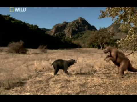 Arctodus Simus vs Megaterium