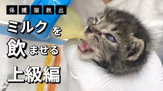 捨てられていた猫の赤ちゃんにミルクを与える練習をしてみた(上級編)