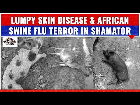, title : 'OVER 200 PIGS & 18 CATTLES DIED DUE TO LUMPY SKIN DISEASE & AFRICAN SWINE FLU IN SHAMATOR'