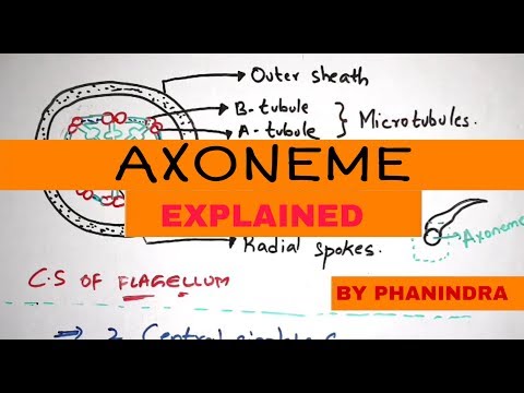 Inter 2nd year SYNAPTIC TRANSMISSION ZOOLOGY