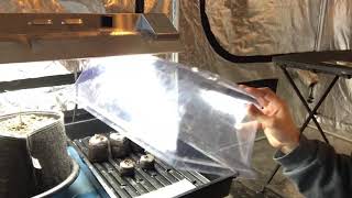 All 5 Alive!  Seed to Self in Full Effect!!!