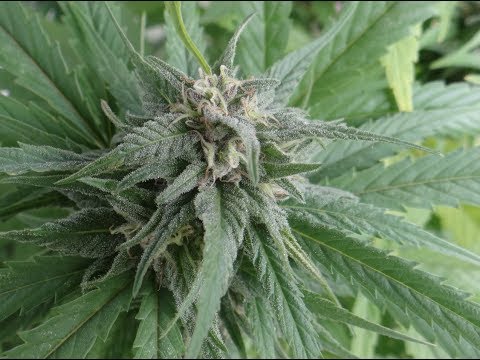 Heilsame Pflanze -  Cannabis gegen Krebs (13.10.2018, ORF2 )