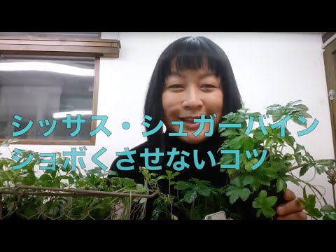 Cissus quadrangularis