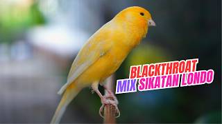 Download lagu MATERI MEWAH JUARA - MASTERAN KENARI ISIAN BLACKTHROAT MIX SIKATAN LONDO GACOR MERDU mp3