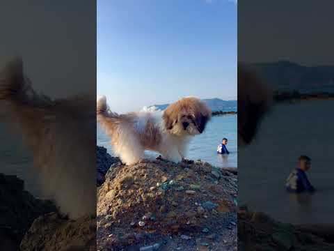 😍Mi peluche 🐶🐶#viral #viralvideo #wheneverwherever #parati #fypシ゚viral #dogsofyoutube #doglover