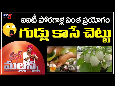 గుడ్లు కాసే చెట్టు! | IIT Students New Invention | Eggs From Trees | TV5 News