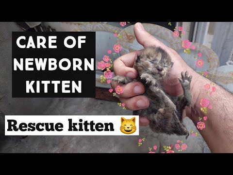 How to Care a newborn kitten | Street Kitten Rescue | How to feed a newborn kittens