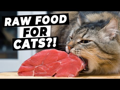 Raw Food Diets For Cats - Are They WORTH It? | Ultimate Pet Nutrition