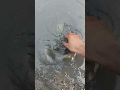 High-Density Catfish Feeding & Growth Management
