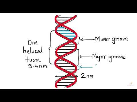 DNA dimensions