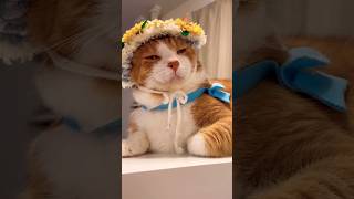 お金稼がないけど俺らはスター？ #shorts #cat #猫のいる暮らし