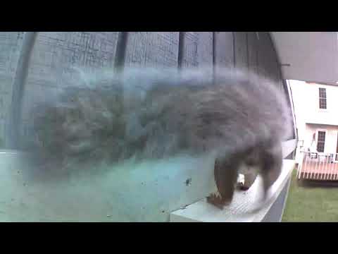 ep170 New squirrel attraction in the wall of my shed. Beginning of new apartment house