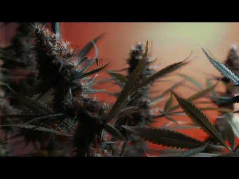 Maine Grown Wellness: Cannabis Vaporwave Edit