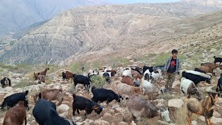 😱 Hard Shepherd Life in the Zagros | A Day with Sheep in the Mountains