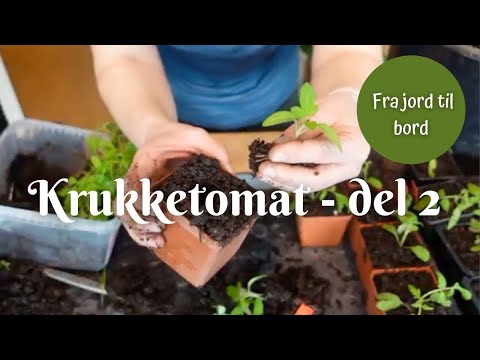 Krukketomat del 2  potte om | Fra jord til bord